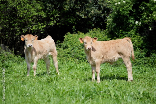 Calves in a meadow of Ruiloba, Cantabria