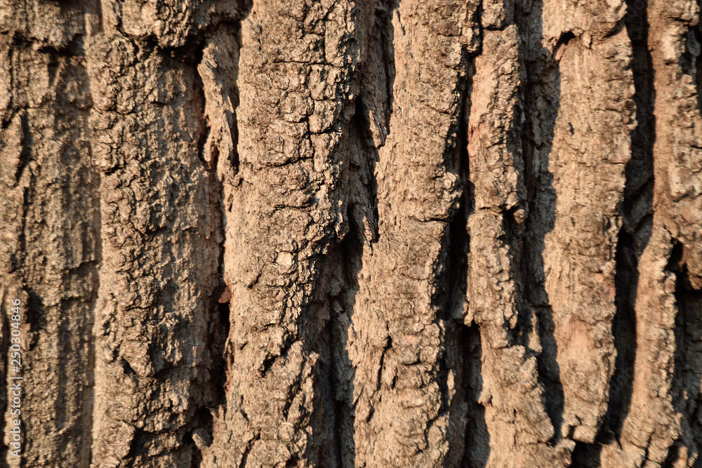 Obraz premium Oak tree bark 