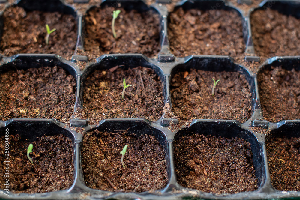 Selective focus on many young plants in plastic pots. Close-up image on little tomato plants. Selective focus on many young plants in plastic pots. Close-up image on little tomato plants.
