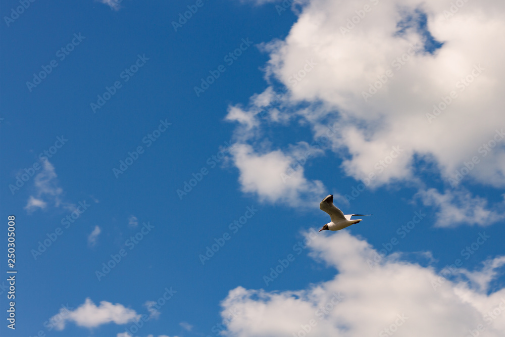 black-headed gull (Chroicocephalus ridibundus) flying in blue cloudy skies on background black-headed gull (Chroicocephalus ridibundus) flying in blue cloudy skies on background
