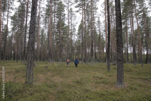 Couple walking among the pines