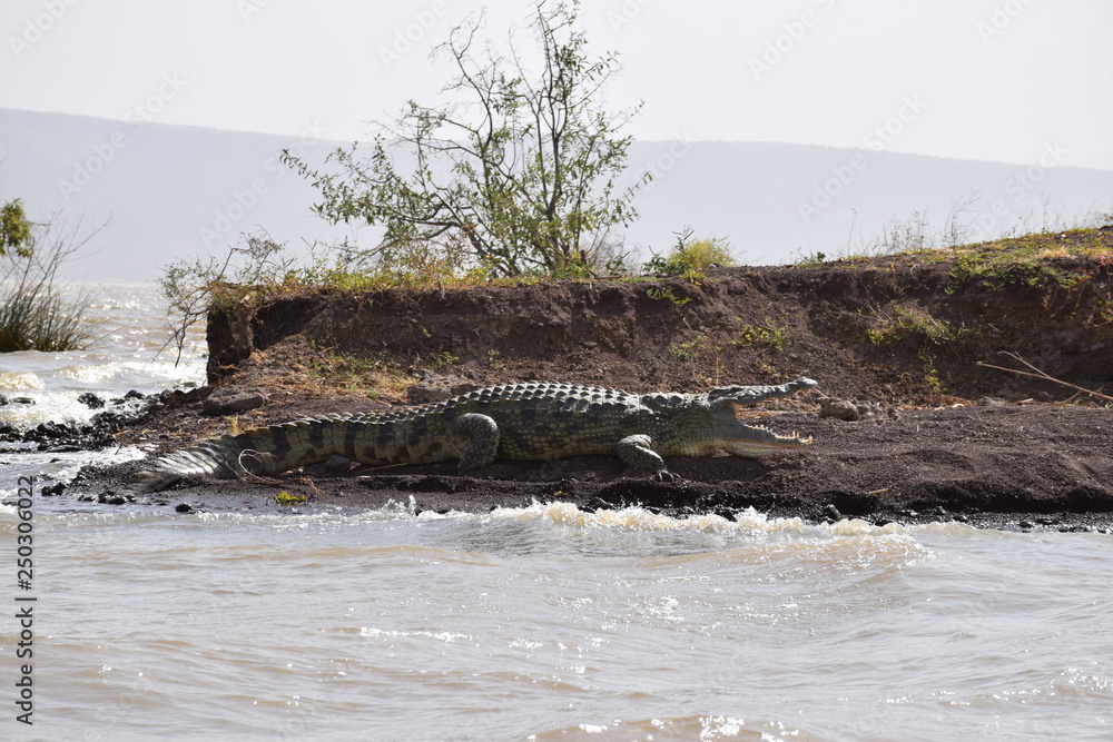 Krokodil am Chamo See Äthiopien Nationalpark