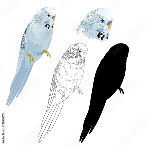 Bird parakeet Budgerigar  blue pet parakeet  or budgie or shell parakeet home pet natural and outline and silhouette on a white background vintage vector illustration editable hand draw