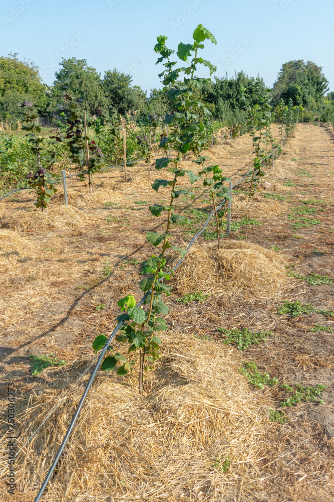 nut garden close up in summer at sunset. Hazelnut growing, agronomic concept nut garden close up in summer at sunset. Hazelnut growing, agronomic concept