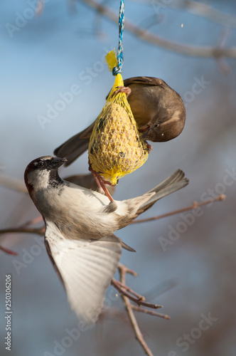 closeup of sparrows eating seeds in tree