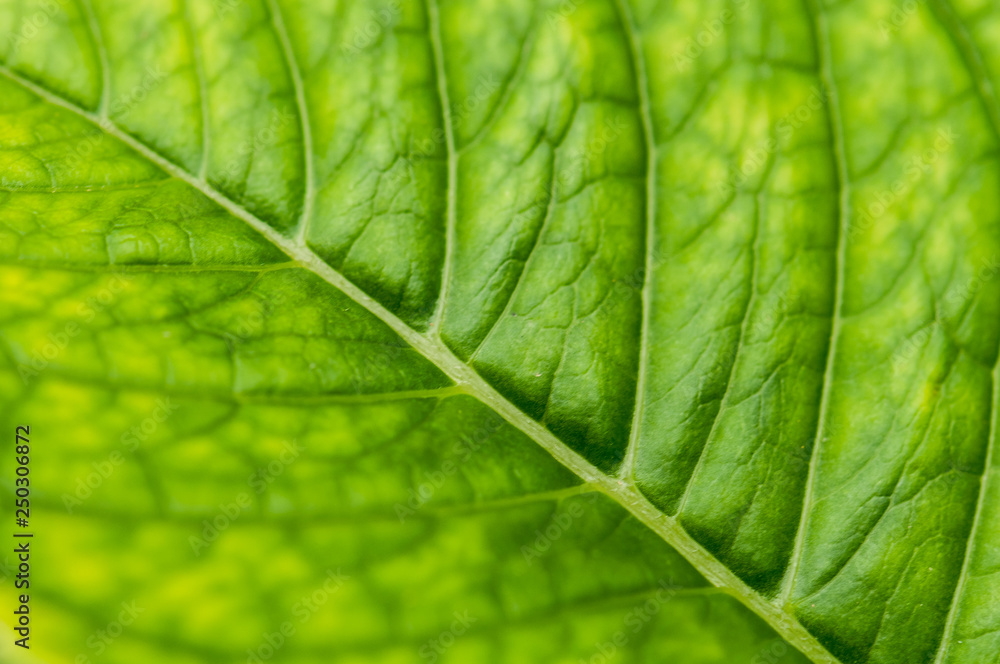 Hydrangea macrophylla hortensia flower leaf Hydrangea macrophylla hortensia flower leaf