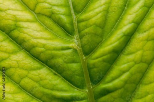 Hydrangea macrophylla hortensia flower leaf