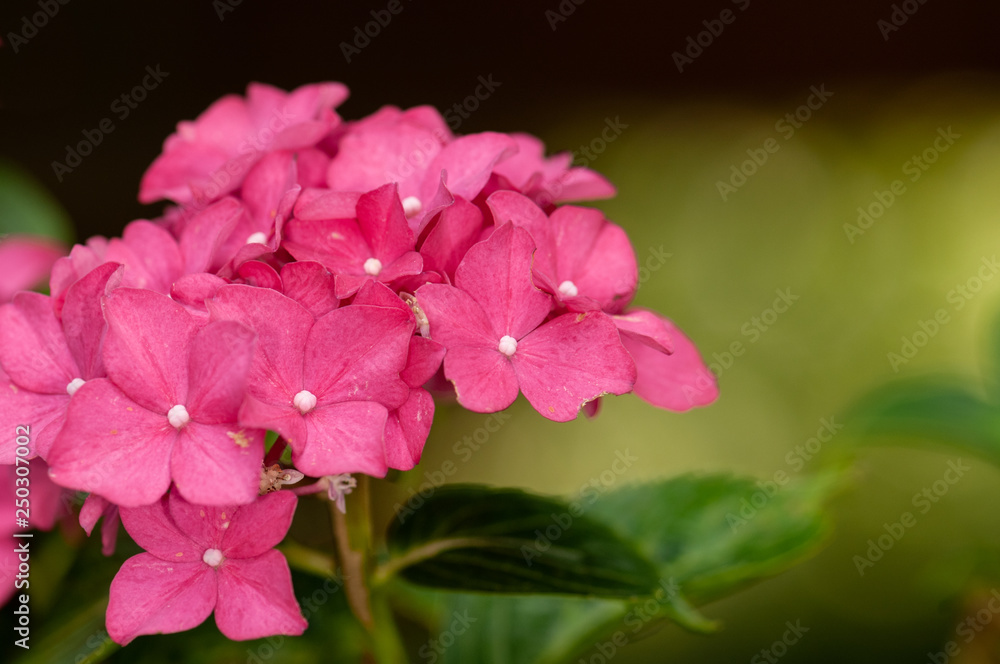 Hydrangea macrophylla hortensia flower pink blossom.NEF Hydrangea macrophylla hortensia flower pink blossom.NEF