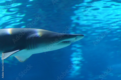 Blue underwater world is soft and calm. Shark swimming calmly, without attracting attention