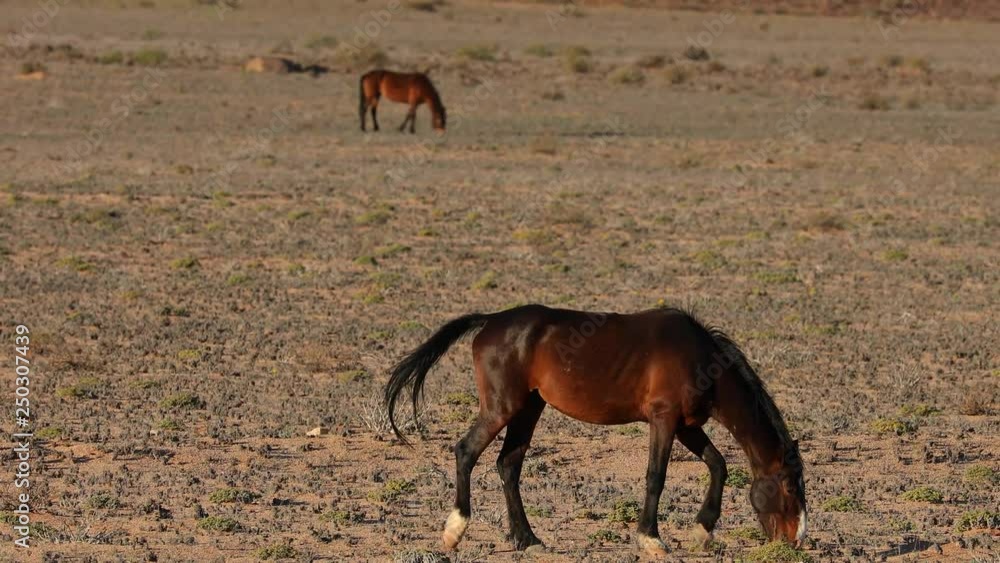 custom made wallpaper toronto digitalWild horses of the Namib Naukluft arid landscape desert in Namibia
