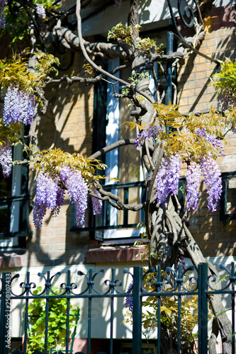 Billede på lærred glycines à la butte aux cailles