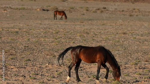 Wallpaper Mural Wild horses of the Namib Naukluft arid landscape desert in Namibia Torontodigital.ca