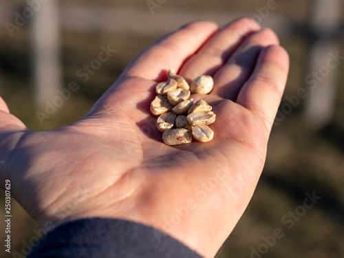 Close-up image of roasted peanuts in man's hand. blurry background