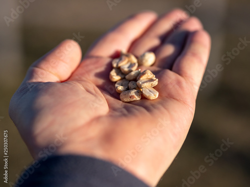 Close-up image of roasted peanuts in man's hand. blurry background