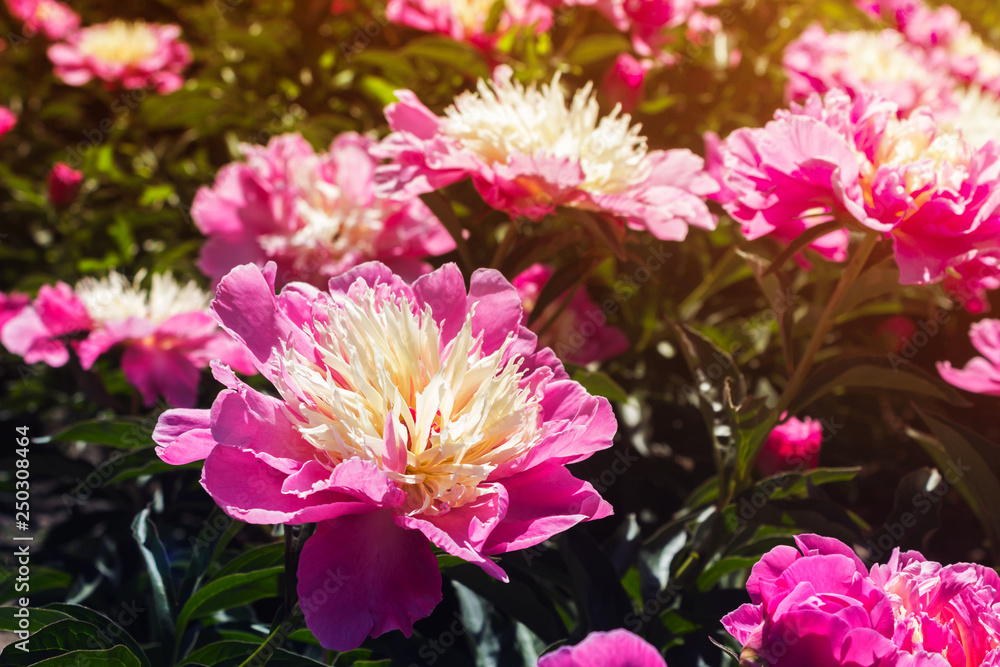Beautiful and charming peonies on a warm summer day in the park, with warm rays from the sun. Floral background. Beautiful and charming peonies on a warm summer day in the park, with warm rays from the sun. Floral background.