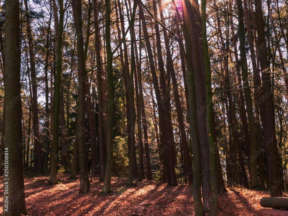 Obraz premium Wonderful early Spring Bavarian Forest Walk to reload batteries