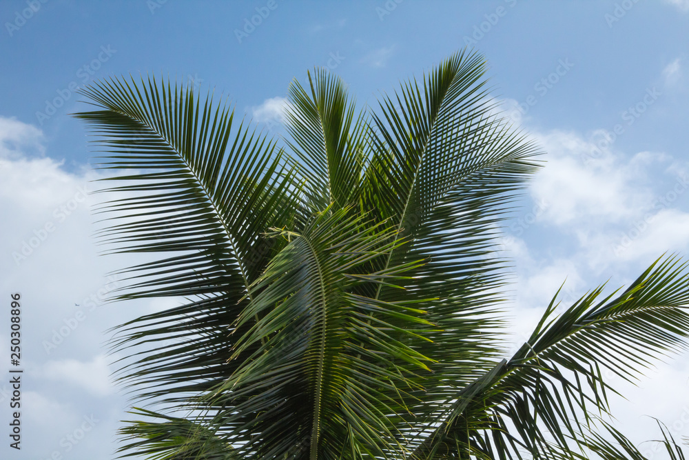 Fototapeta premium Hawaii