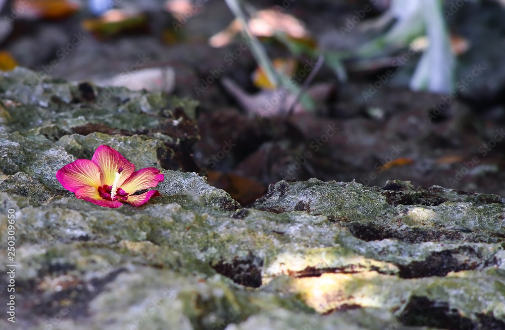 wild umbilical paradise flower on moss covered stones