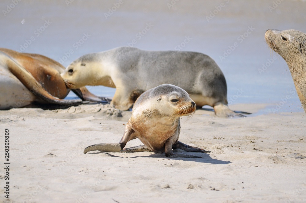 Fototapeta premium Nursing Seal and other baby seal on sandy beach