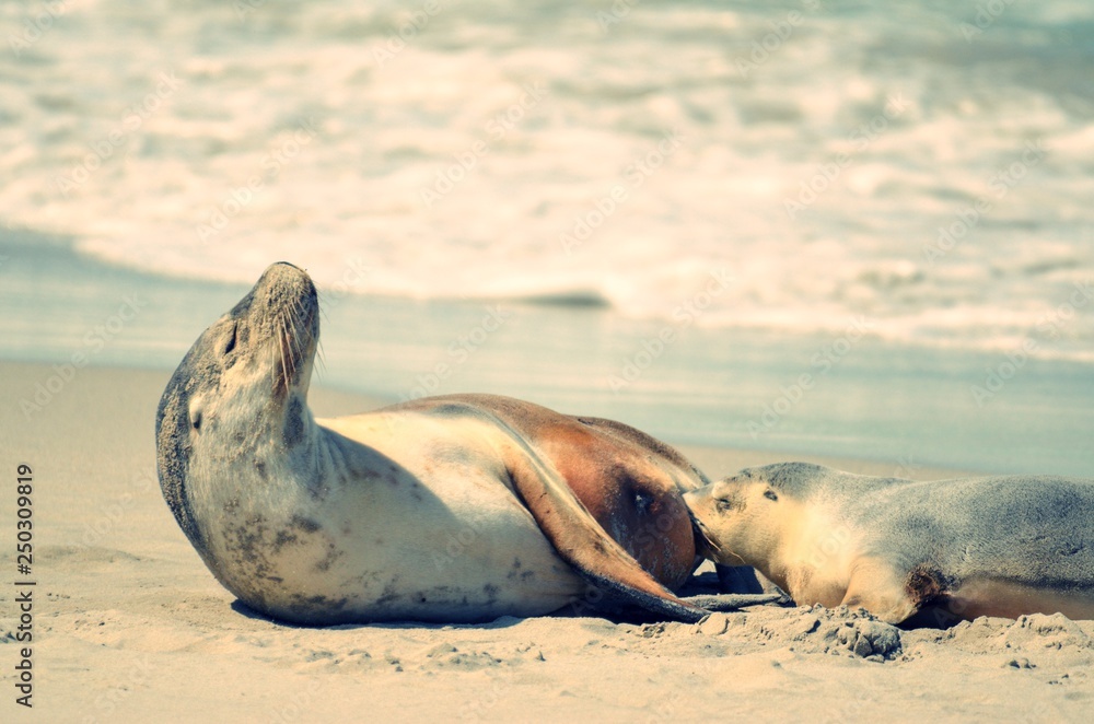 Fototapeta premium Mother and baby Seal on Kangaroo Island Australia. 