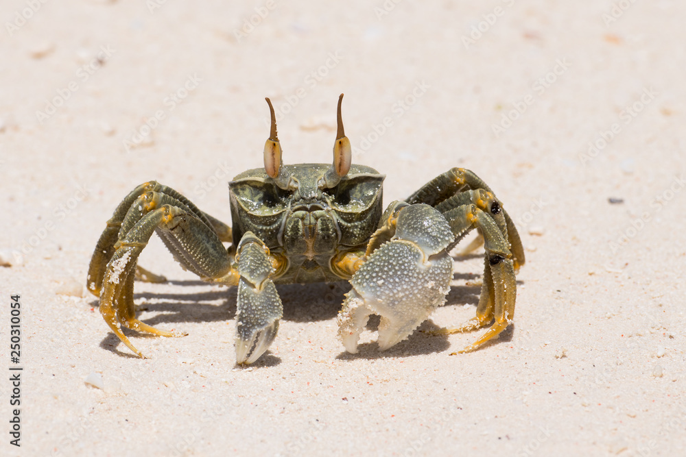Crab with big chela