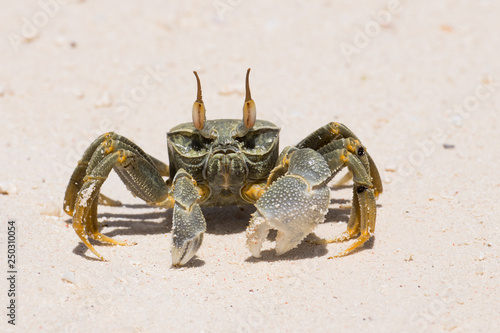 Billede på lærred Crab with big chela