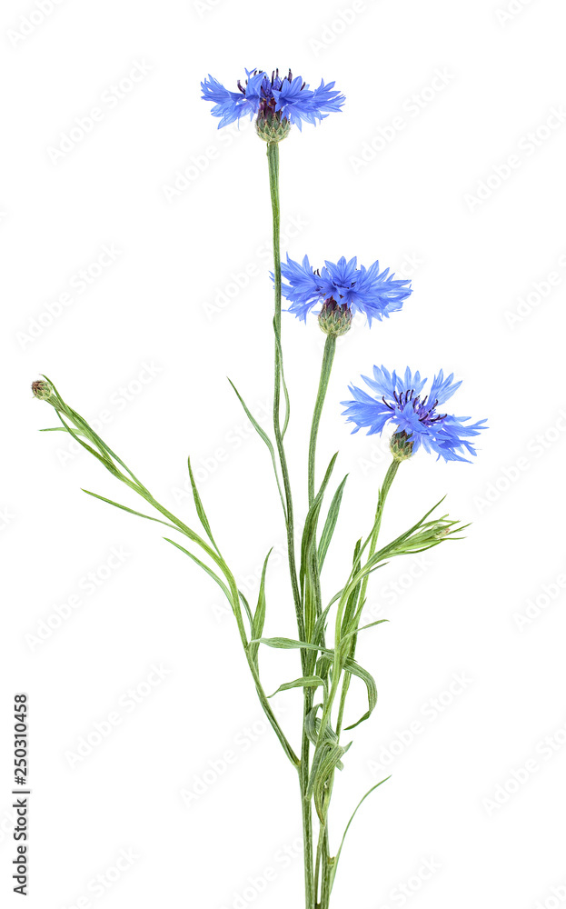 Naklejka premium Blue cornflower herb or bachelor button flower isolated on white background