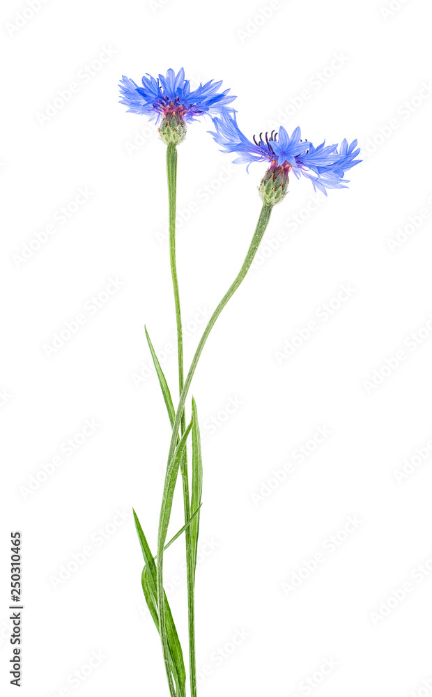 Two blue cornflower flowers on a white background Two blue cornflower flowers on a white background