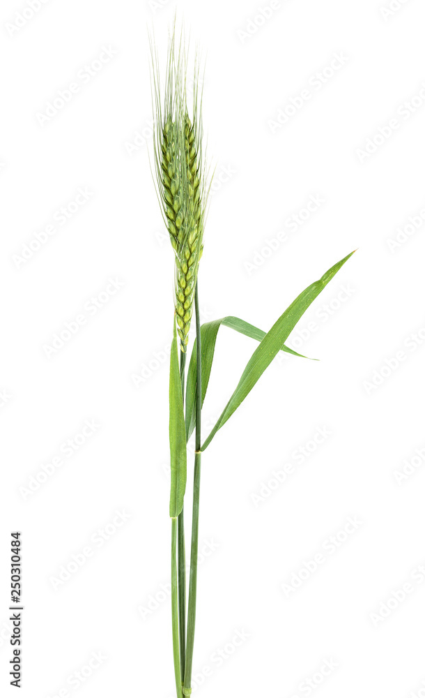 Obraz premium Green ears of wheat isolated on white background