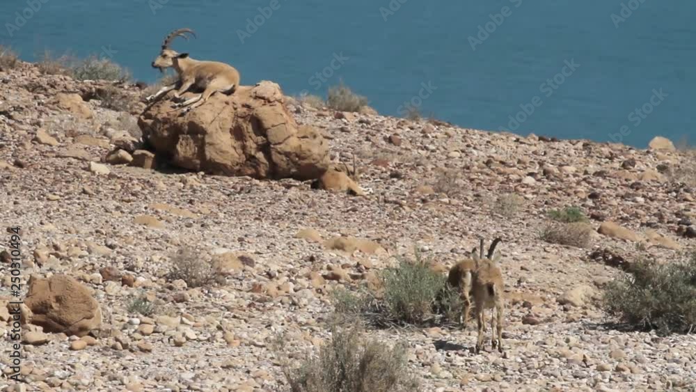 Nubian ibex rest near the Dead Sea Beautiful shot of Nubian ibex near the Dead Sea Nubian ibex rest near the Dead Sea Beautiful shot of Nubian ibex near the Dead Sea