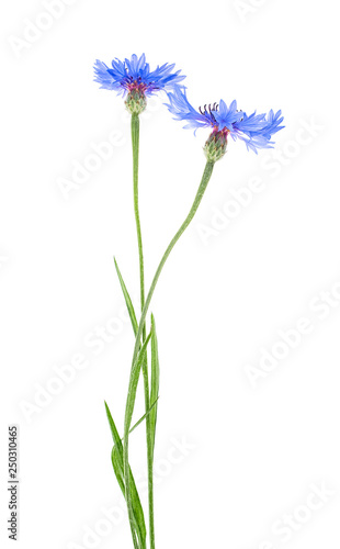 Two blue cornflower flowers on a white background