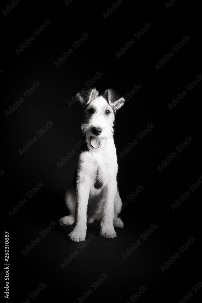 Wire fox terrier in the studio in monochrome Wire fox terrier in the studio in monochrome