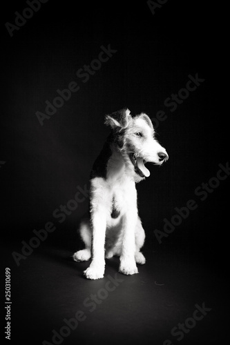 Wire fox terrier in the studio in monochrome
