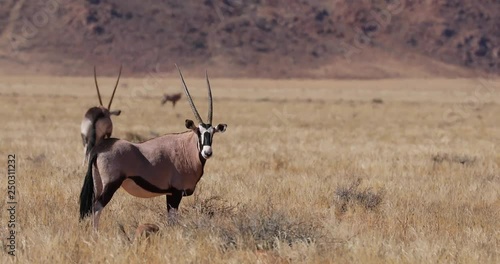 Beautiful Oryx Gemsbok antelope in arid grass and mountain landscape of Namib Naukluft National Park, Sossusvlei, with young one, Namibia