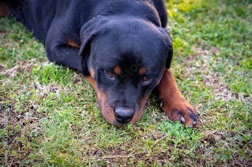 Beautiful rottweiler puppy portrait outdoors. Amazing canine muzzle, close-up photo