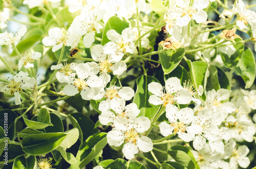 branches of apple trees with white flowers/ Background from branches of apple trees with white flowers. © alexey351