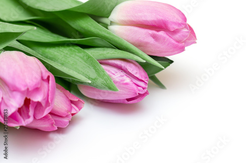 Three lilac pink tulips on white background, delicate, soft and pure spring layout with copy space