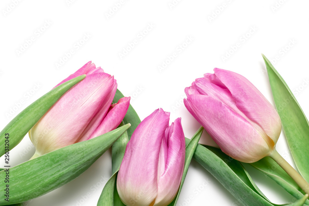 Three pink tulips on white background close up - holiday card for 8 march, Valentine day or mother's day with copy space, top view Three pink tulips on white background close up - holiday card for 8 march, Valentine day or mother's day with copy space, top view