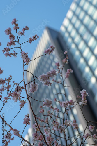 Blossoms against a skyscraper (ID: 250312063)