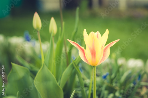 field flowers yellow tulip. Spring flowers. Beautiful meadow Beautiful nature scene with blooming white tulip  closeup.