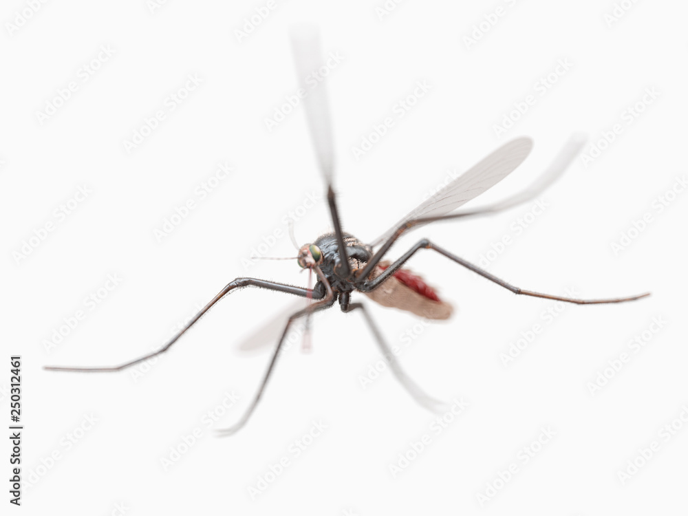 3d rendered illustration of a mosquito 3d rendered illustration of a mosquito