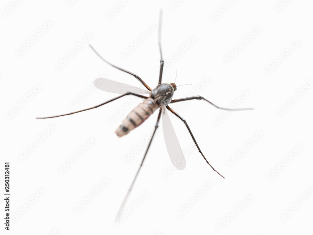 3d rendered illustration of a mosquito 3d rendered illustration of a mosquito