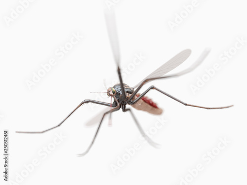 3d rendered illustration of a mosquito