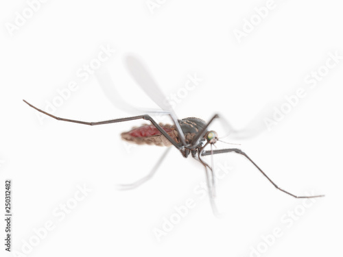3d rendered illustration of a mosquito