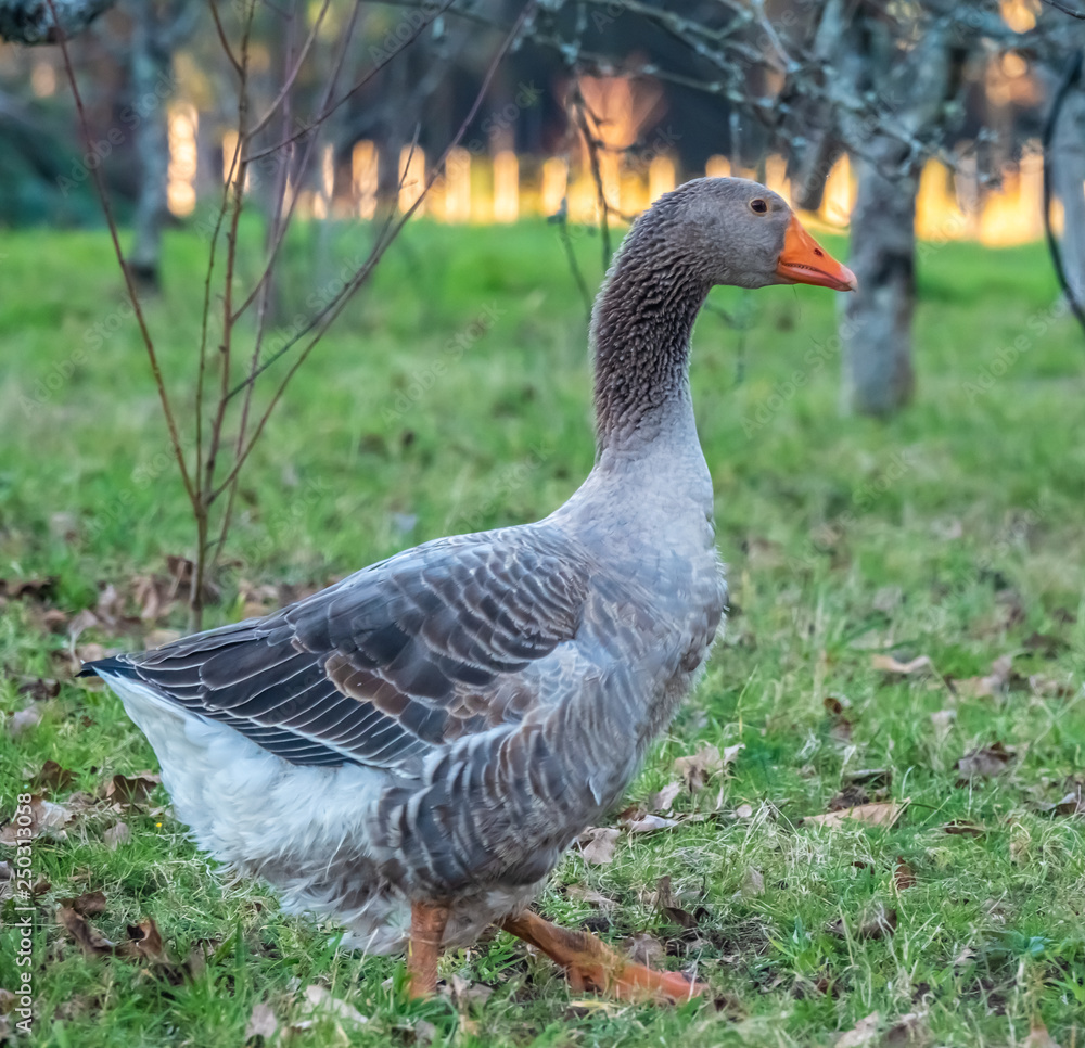 Free range hens and geese in the fields near a Estrada, Pontevedra, Galicia, Spain. Free range hens and geese in the fields near a Estrada, Pontevedra, Galicia, Spain.