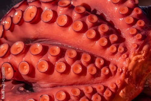 Streetside stalls oferring fresh boiled octopus, Lalin, Pontevedra, Gallicia, Spain photo