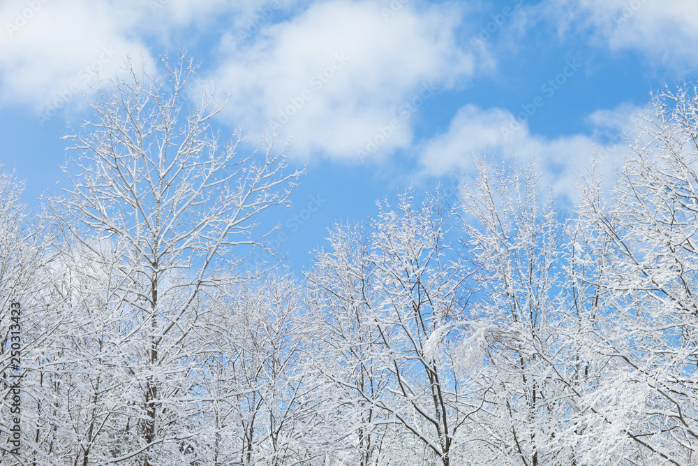 Snow Covered Trees in Winter Forest Snow Covered Trees in Winter Forest