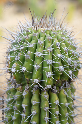 Cactus espinoso photo