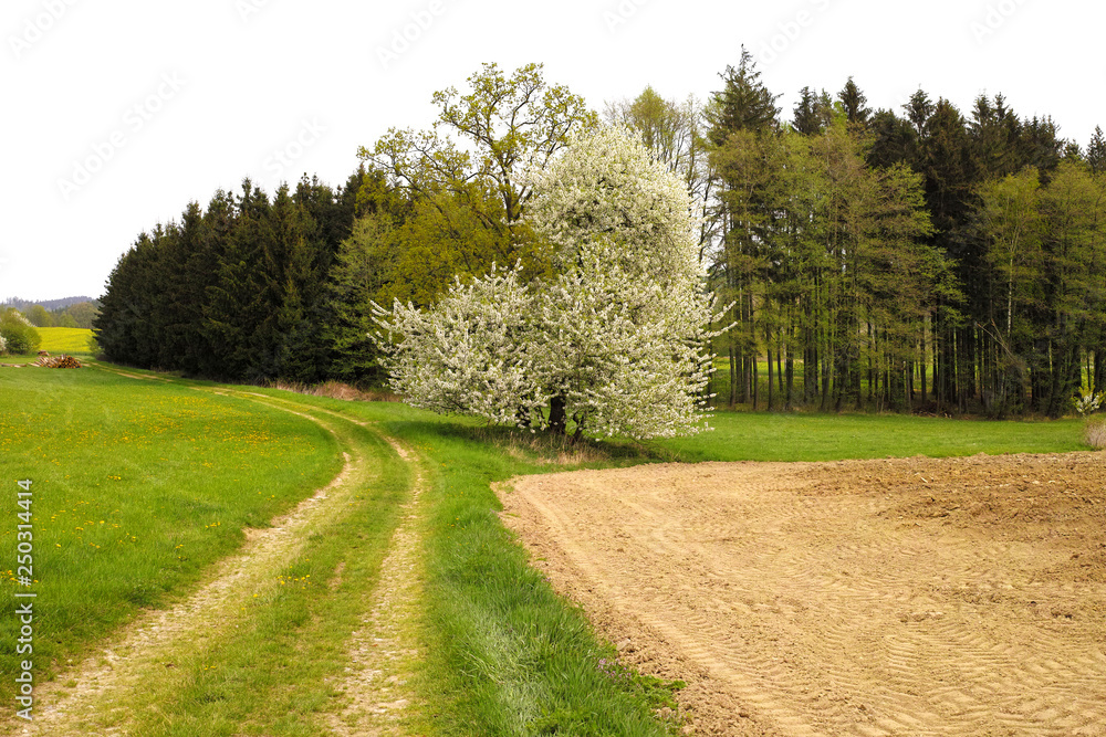 Fototapeta premium Spring season blooming fruit tree and forest