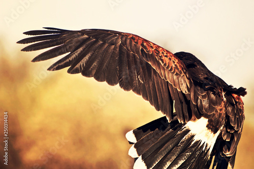 Harris's Hawk in Flight